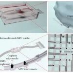 南方科技大学《ACS Nano》：弹性热塑性聚氨酯/石墨烯微针-网状界面，用于神经类器官的电生理学