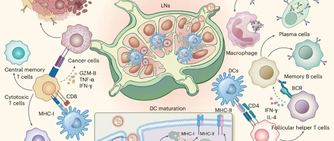 【nature materials】白蛋白募集脂质纳米颗粒通过避免肝脏积累来增强 mRNA 疫苗的安全性和有效性