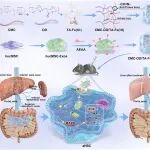 ACS Nano：负载氨基乙基茴香酰胺修饰外泌体的水凝胶可通过靶向激活的肝星状细胞减轻肝纤维化