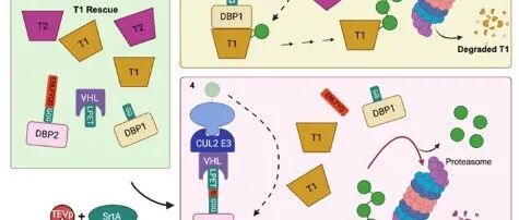 Nat. Commun.|利用Sortase A可编程切割与连接构建逻辑门控的蛋白质降解回路实现时空受限的靶向蛋白降解