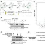 PNAS丨香港科技大学郭玉松等团队通过囊泡蛋白质组学揭示AP-1和AP-4的载客和辅助因子