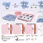 ACS Nano丨西南大学康燕堂等研究设计类淀粉样蛋白-金属硫化物纳米涂层实现植入物表面协同光热抗菌
