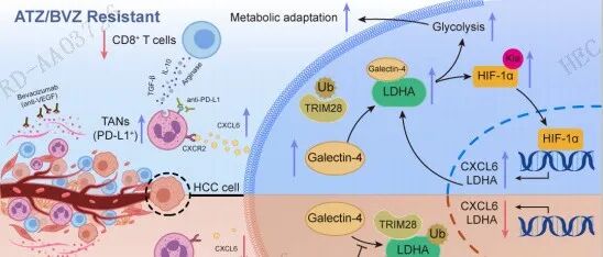 复旦大学揭示Galectin-4介导PD-L1/VEGF联合治疗的耐药机制