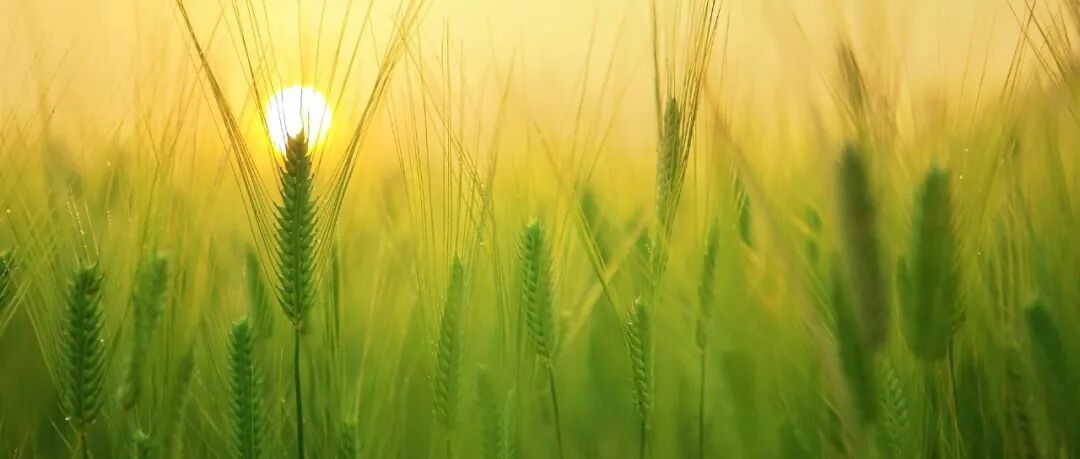 重磅！农学博士一作发Nature Genetics、PNAS、为什么90%的高分论文都用了这些生信技术？