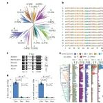 里程碑！浙江大学农学院Nature Genetics+1！揭示水稻基因组着丝粒遗传多样性与演化规律