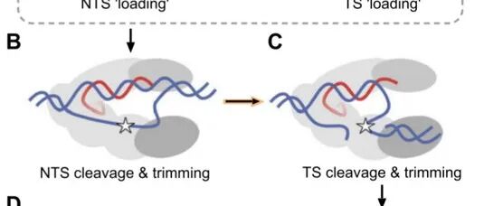 Nucleic Acids Res. |CRISPR-Cas12a REC2-Nuc相互作用驱动靶标链切割并抑制反式切割