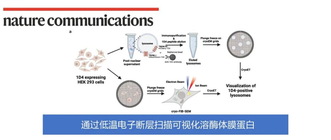 Nat. Commun. | 通过低温电子断层扫描可视化溶酶体膜蛋白