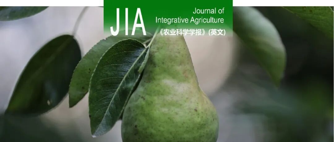 JIA | 安徽农业大学贾兵教授课题组采用转录组和代谢组关联分析揭示梨抗炭疽病的新机制