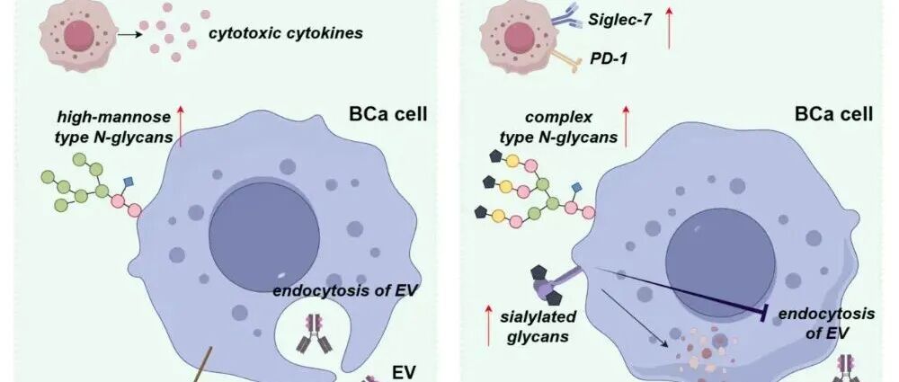 Cancer Res | 北京大学徐涛团队合作发现靶向唾液酸化增敏Nectin-4 ADC治疗膀胱癌疗效