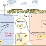 新疆生地所团队在《Global Change Biology》发文！揭示干旱区土壤复湿过程中对CO2和N2O释放的影响和内在机制