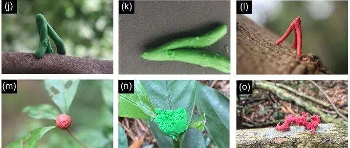 “人类中心主义”陷阱：橡皮泥模型难以真实反应生物互作
