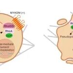 Cancer Res丨国家卫生研究院癌症研究所查岱龍研究发现MYADM激活RhoA介导的变形虫迁移以驱动转移