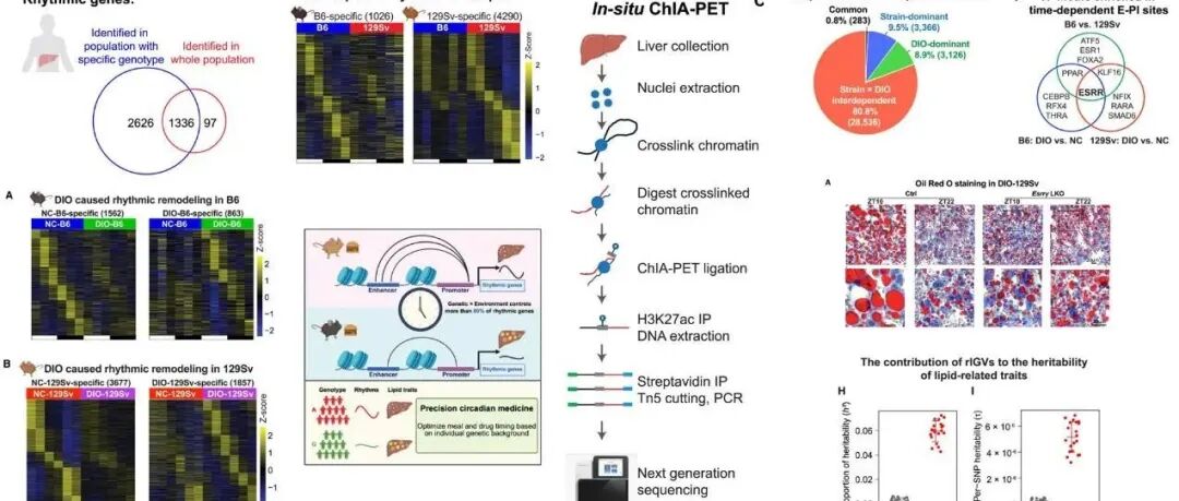 Cell Metab. | 遗传与营养通过调控昼夜节律影响肝脏脂代谢