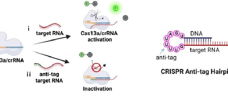 文献分享|Nat. Commun.：基于CRISPR/Cas13a的CRISPR抗标签介导室温RNA检测技术