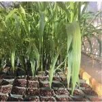 全基因组选择