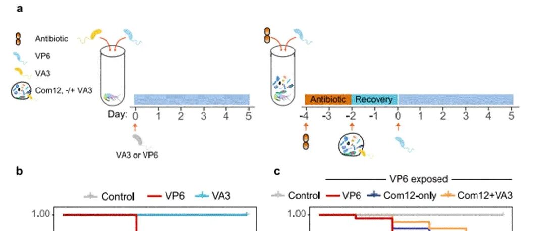 NPJ BIOFILMSMICROBI | 中科院深圳先进技术研究所马迎飞等揭示共生菌和噬菌体协同作用抑制副溶血性弧菌定殖