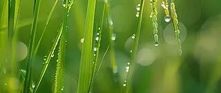 重磅！农大博士继Nature后再发Science，植物科学领域迎来革命性突破
