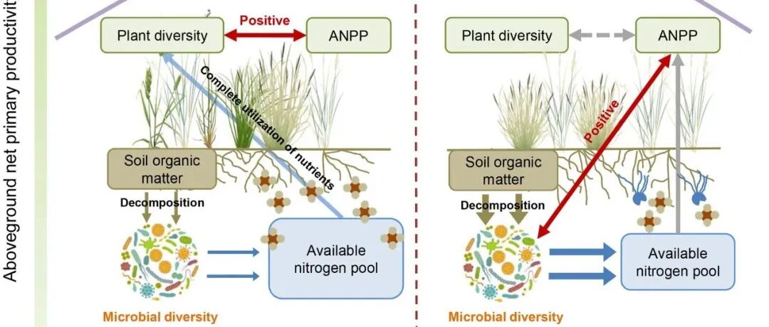 多尺度评估丨GLOBAL CHANGE BIOL：土壤碳氮比可预测草地生物多样性与生产力的关系：来自局部、区域及全球尺度的证据