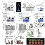 南京农业大学发表最新PNAS，揭示植物根重力感应新机制为抗逆育种提供新思路