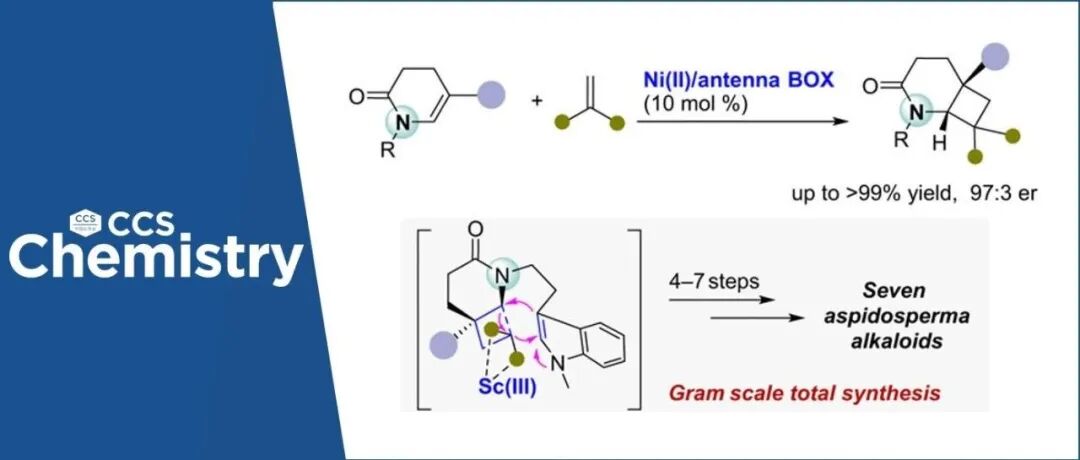 【CCS Chem.】华东师范大学庄长恭研究所团队：用“天线配体”，7-10步合成7个白坚木吲哚生物碱，3个系首次不对称合成
