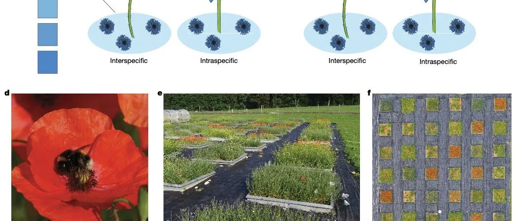 Nature I竞争传粉者会破坏植物物种共存