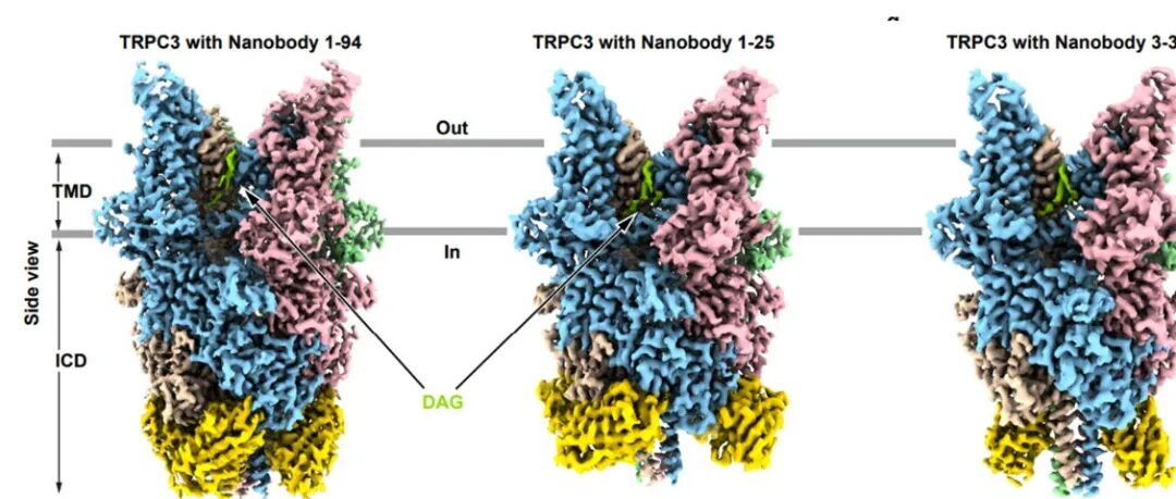 陈雷课题组揭示激活剂调控TRPC3通道的分子机制