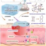 【Carbohydr. Polym】浙江理工大学韩兵男教授团队：基于改性糖基制备多功能响应型药物控释水凝胶及其促进伤口修复的研究