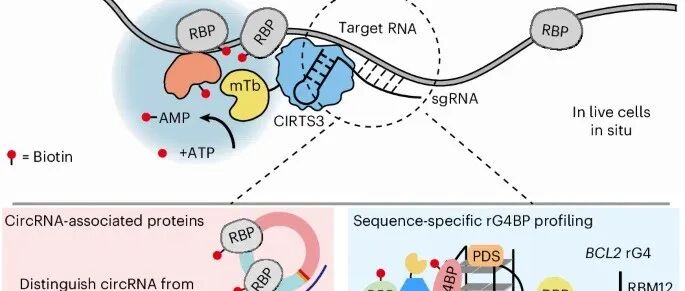 文献速递 | 与 circRNA 和 RNA G-四链体相关的蛋白质的原位邻近标记
