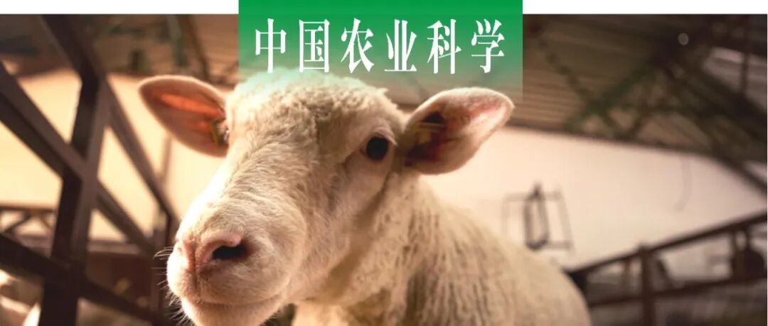 中国农业科学｜中国农科院信息所联合新疆农业大学改进复杂场景下YOLOv11的羊爬跨行为识别