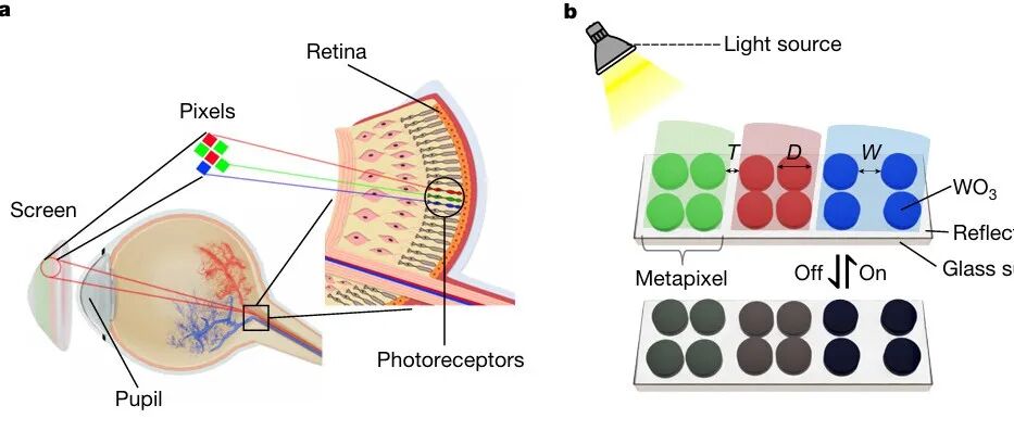 研究透视：视网膜电子纸-新型显示技术，电调谐超像素AR/VR | Nature