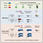 Cell Stem Cell | 清华大学颉伟团队揭示表观遗传的代际遗传和重编程调控因子