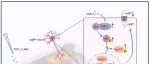 Neuron | 重庆医科大学杨梦柳等发现，中枢胰岛素增敏剂FSTL1逆转饮食诱导的肥胖