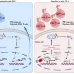 Cancer Discovery | 中山大学谭静/黄慧强团队新型联合疗法为免疫治疗耐药的NK/T淋巴瘤带来希望