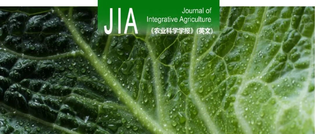 JIA | 西北农林科技大学园艺学院李宝华教授课题组基于转录组学探究了大白菜响应芸苔链格孢侵染的防御机制