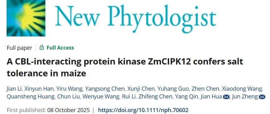 文献分享|玉米 CBL 互作蛋白激酶 ZmCIPK12 通过磷酸化稳定 ZmPPase4 并调控细胞壁厚度增强耐盐性