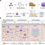 ACS Nano：纳米酶冷冻凝胶可靶向伤口床的生物膜和炎症反应以加速糖尿病患者伤口愈合