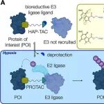 JACS：吲哚醌基乏氧活化蛋白水解靶向嵌合体可在乏氧癌细胞中特异性降解BRD4