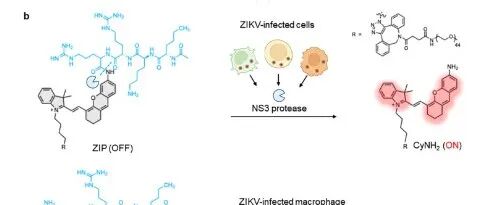 JACS| 双锁近红外探针实现活体“感染-巨噬细胞”双靶向成像
