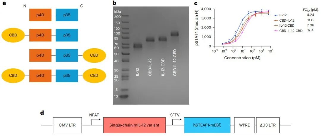 PromiCell Therapeutics开发胶原结合域融合IL-12的STEAP1 CAR-T疗法