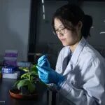西湖大学博士生一作在国际顶级期刊（IF=20）发表研究成果，实现豆科植物中鱼藤酮类天然产物的生物合成