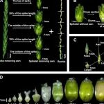 Plant Cell 植物所郭自峰研究团队利用多组学解析小麦穗器官发育调控网络