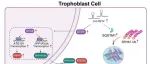 Autophagy | 中山大学张慧东发现原因不明复发性流产中滋养细胞增殖的调控新机制