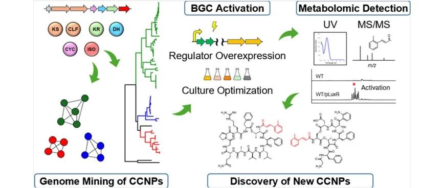 阅读 JACS丨通过靶向代谢基因组学与调控子过表达挖掘含肉桂酰基团非核糖体肽