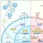 Hepatology | 复旦大学周俭等团队发现LRP4突变促进复发性肝细胞癌的肿瘤进展和抗PD-1治疗的耐药性