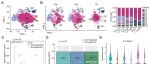 PNAS | 上海交通大学王锋团队发现TCR信号增强突变改变胸腺细胞脂质代谢，损害成熟T细胞抗肿瘤免疫