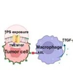 PNAS | 深圳湾实验室张洋团队发现TMEM16F磷脂重组酶通过调节肿瘤免疫微环境调控肿瘤发生