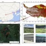 东北地理所在青藏高原泥炭地沉降机制研究中取得进展