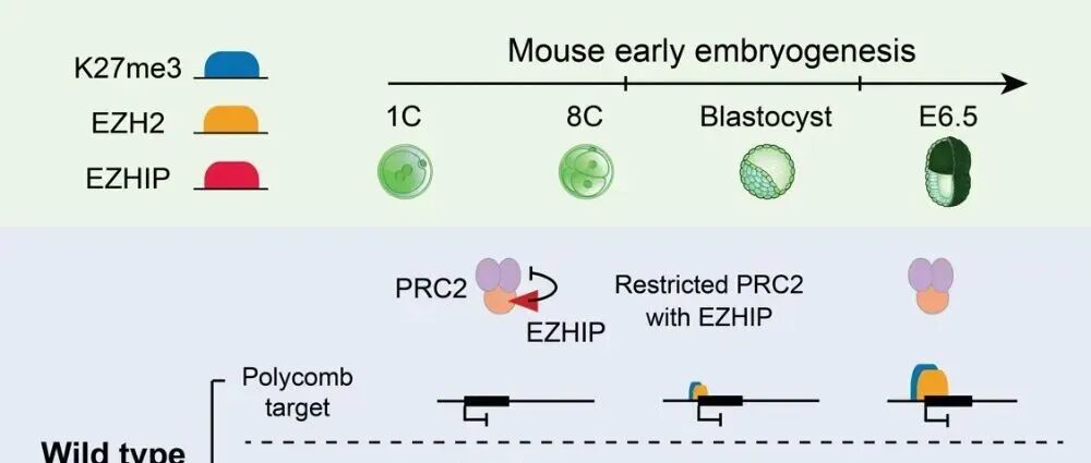 Cell Stem Cell | 清华大学颉伟课题组揭示EZHIP为早期胚胎表观遗传重编程重要调控因子