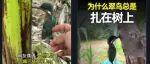 这会是啄木鸟？真相远比爆款视频更离谱！
