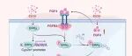 Hepatology | 温州医科大学李校堃/黄志锋/宋林涛发现FGF4抑制ERRy-CYP2E1通路可减轻酒精相关性肝损伤